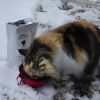 Basic Cat Emergency Kit
