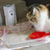 Basic Cat Emergency Kit